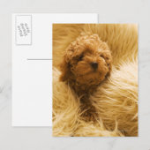 Carte Postale Enveloppé Poodle (Devant / Derrière)