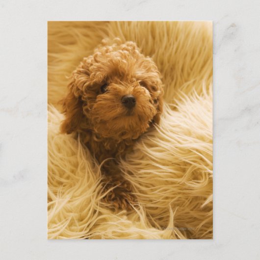 Carte Postale Enveloppé Poodle (Devant)