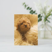 Carte Postale Enveloppé Poodle (Debout devant)