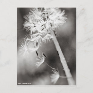 Carte Postale Envoi de souhaits