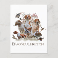 Epagneul Breton, Bretagne Espagne