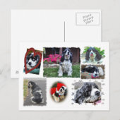 Carte Postale Épagneul de Smokey-the (Devant / Derrière)