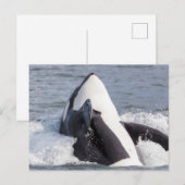 Carte Postale Épaulard faisant une cabriole (Devant / Derrière)