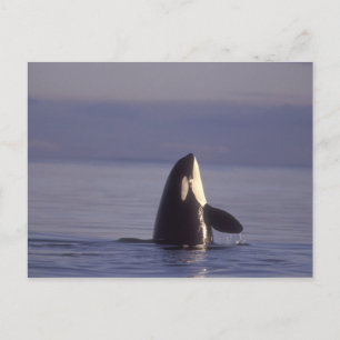 Carte Postale Épaulard (Orque orcinus) en spyhopping près de