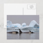 Carte Postale épaulards (orques), Orcinus orca, groupe (Devant / Derrière)