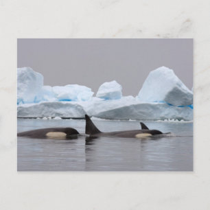 Carte Postale épaulards (orques), Orcinus orca, groupe