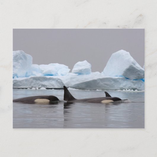 Carte Postale épaulards (orques), Orcinus orca, groupe (Devant)
