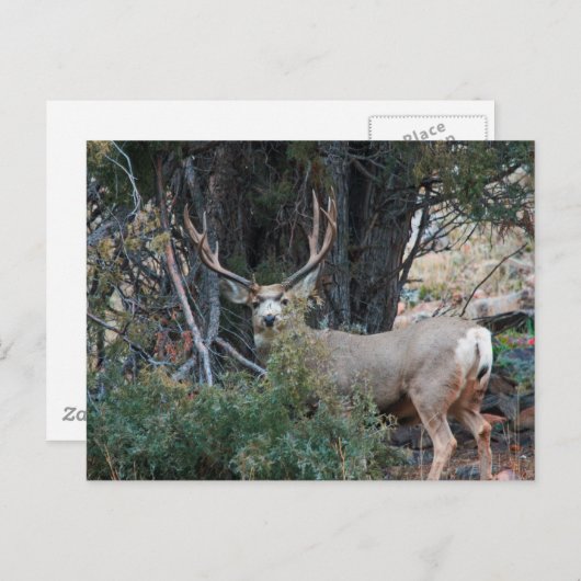 Carte Postale Éperon de cerf de Mule (Devant / Derrière)