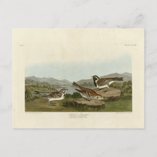 Carte Postale Éperon long de la Laponie, d'Audubon's Birds of Am