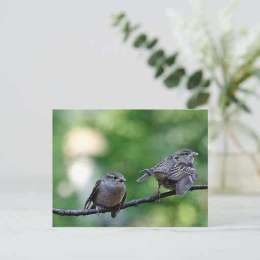 Carte Postale Épervier (Debout devant)