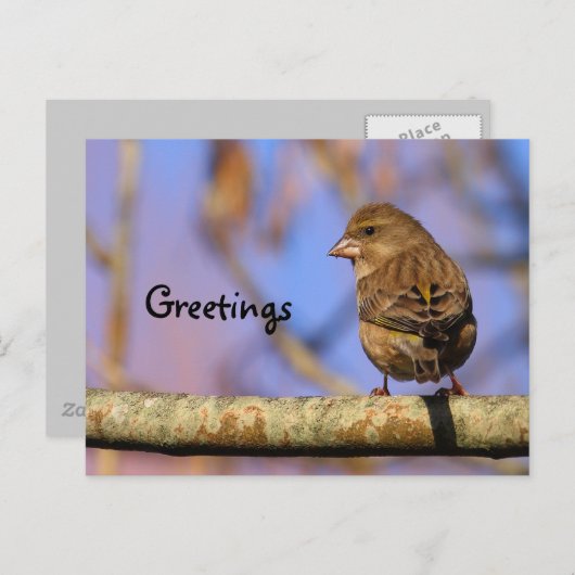 Carte Postale Épervier (Devant / Derrière)