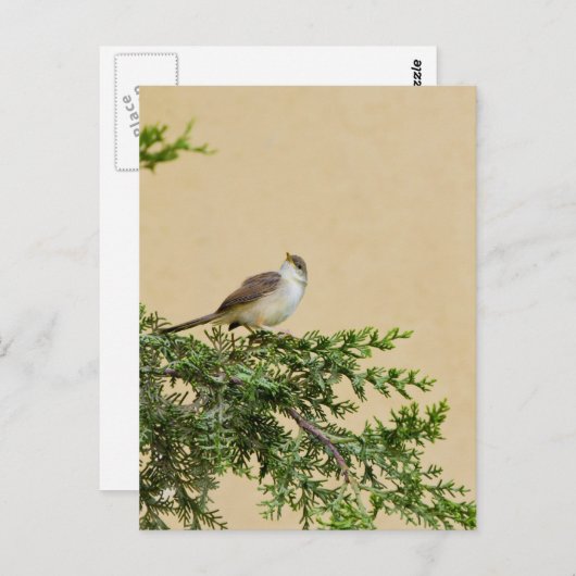 Carte Postale Épervier (Devant / Derrière)