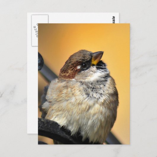 Carte Postale Épervier (Devant / Derrière)