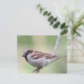 Carte Postale Épervier (Debout devant)