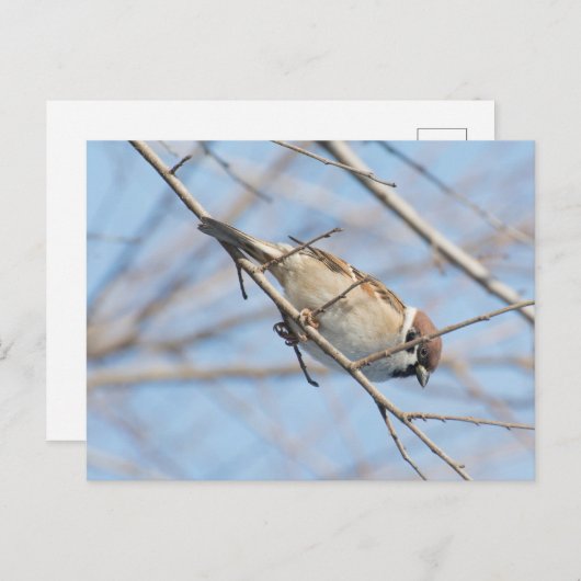 Carte Postale Épervier (Devant / Derrière)