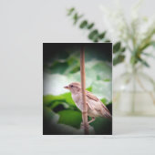 Carte Postale Épervier (Debout devant)