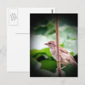 Carte Postale Épervier (Devant / Derrière)