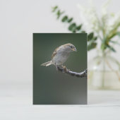 Carte Postale Épervier 1 (Debout devant)