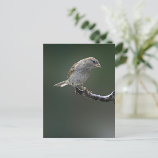 Carte Postale Épervier 1 (Debout devant)