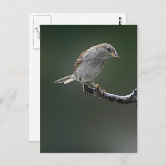 Carte Postale Épervier 1 (Devant / Derrière)