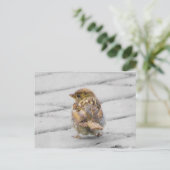 Carte Postale Épervier Brown (Debout devant)