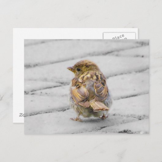 Carte Postale Épervier Brown (Devant / Derrière)