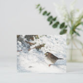 Carte Postale Épervier dans la neige (Debout devant)