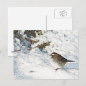 Carte Postale Épervier dans la neige (Devant / Derrière)