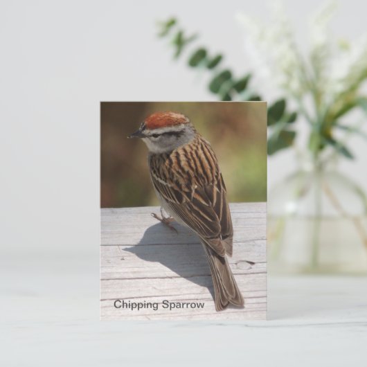 Carte Postale Épervier de croupe (A) (Debout devant)