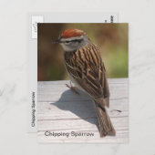 Carte Postale Épervier de croupe (A) (Devant / Derrière)