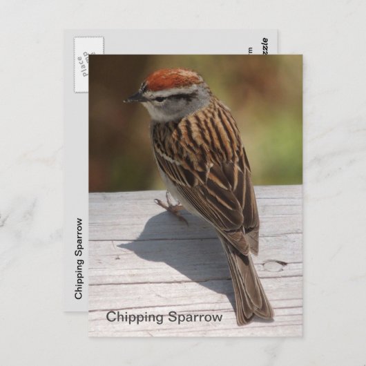 Carte Postale Épervier de croupe (A) (Devant / Derrière)