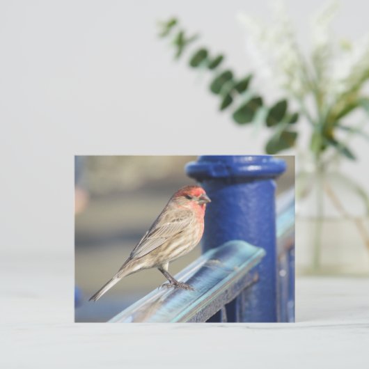 Carte postale - Épervier rouge sur la clôture bleu (Debout devant)