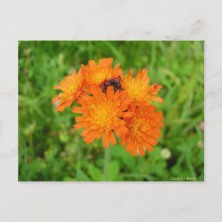 Carte Postale Épervière orangée