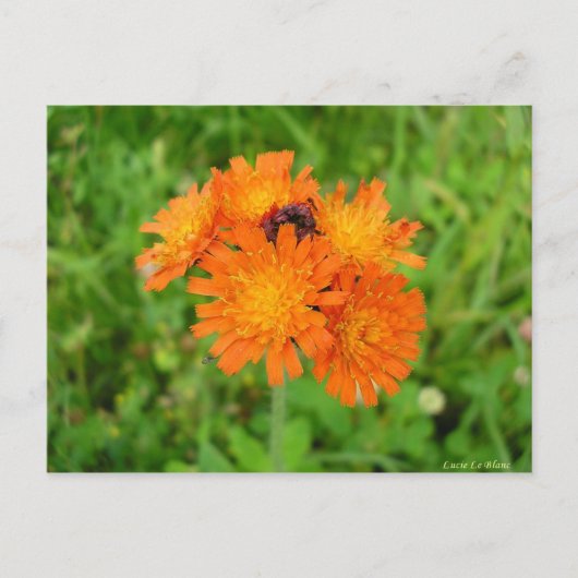 Carte Postale Épervière orangée (Devant)