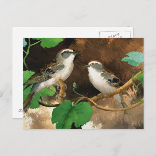 Carte Postale Éperviers (Devant / Derrière)