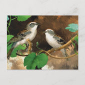 Carte Postale Éperviers (Devant)