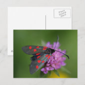 Carte Postale Ephalte de Zygaena (Devant / Derrière)