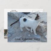 Carte postale Ephesus Cats (Devant / Derrière)