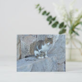 Carte postale Ephesus Feral Cat (Debout devant)
