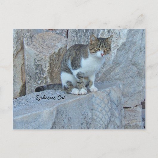 Carte postale Ephesus Feral Cat (Devant)