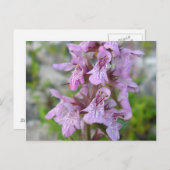 Carte Postale Épiaire des marais (2) (Devant / Derrière)