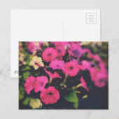 Carte Postale Épicerie Magasin Pétunia Fleurs (Devant / Derrière)