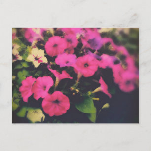 Carte Postale Épicerie Magasin Pétunia Fleurs