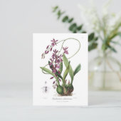Carte Postale Epidendrum phoeniceum (Debout devant)