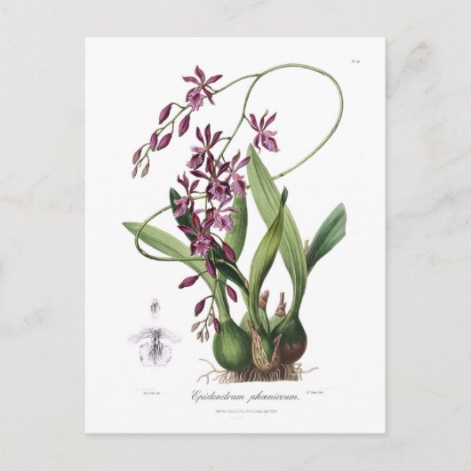 Carte Postale Epidendrum phoeniceum (Devant)