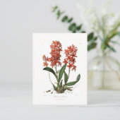 Carte Postale Epidendrum vitellinum (Debout devant)