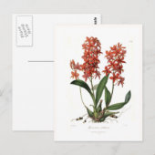 Carte Postale Epidendrum vitellinum (Devant / Derrière)