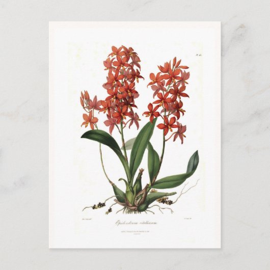 Carte Postale Epidendrum vitellinum (Devant)