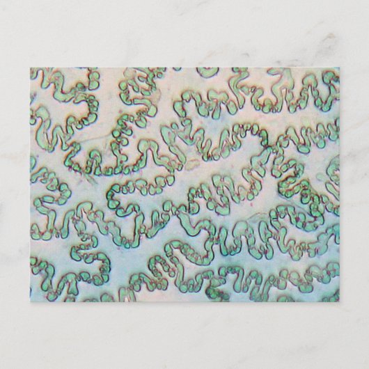 Carte Postale épiderme poivré Bell sous microscope (Devant)