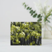 Carte Postale Epidote (Debout devant)